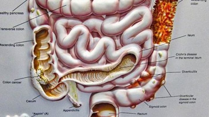 How-the-Bacteria-in-Our-Gut-Influences-Our-Minds