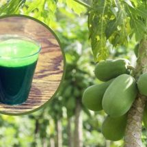 Increase Blood Platelets, Heal Ulcers And Regulate Blood Sugar Levels With Papaya Leaf Juice