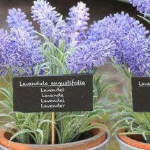 Keep Lavender Plant in Your Bedroom: It Dramatically Improves Sleep, Reduces Anxiety, Depression and Panic Attacks