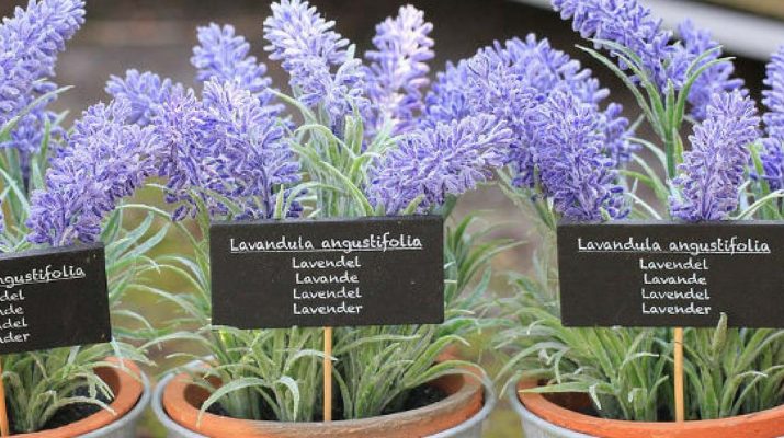 Keep-Lavender-Plant-in-Your-Bedroom-It-Dramatically-Improves-Sleep,-Reduces-Anxiety,-Depression-and-Panic-Attacks