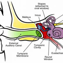 Popping, Clicking or Crackling Sound in Ear: What Does It Mean?