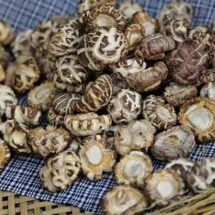 These Magic Mushrooms Fight Cancer, Heart Disease, Diabetes, Flu, Boost Immune and More
