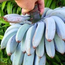 Blue Java Banana: The Banana That Tastes ‘Just Like Vanilla Ice Cream’