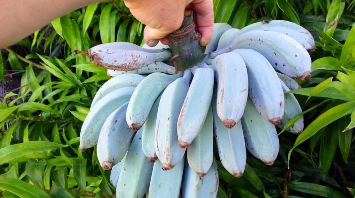 Blue-Java-Banana-The-Banana-That-Tastes-‘Just-Like-Vanilla-Ice-Cream’