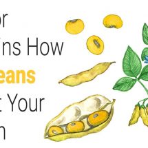 Doctor Explains How Soybeans Affect Your Health