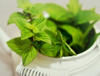 Put Peppermint In Your Home And Say Goodbye to Spiders, Mice, and Pests