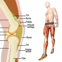 Scientists Explain What Happens To Your Body When You Walk Every Day