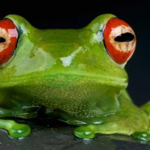 If You See Frogs Often, This Is What It Means