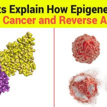 Scientists Explain How Epigenetics Can Treat Cancer and Reverse Aging