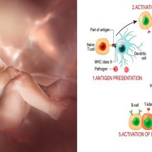 Science Explains How A Mother’s Immunity Transfers to Baby Before Birth