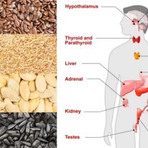 Scientists Explain What Happens To Your Hormones When You Eat These 4 Seeds