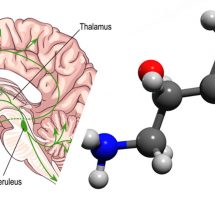 Norepinephrine: How to Boost This Important Stress Hormone