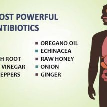 10 Most Powerful Natural Antibiotics Known to Mankind