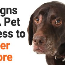 5 Signs of A Pet Illness to Never Ignore